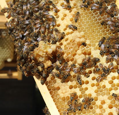 Varroa & Bienengesundheit