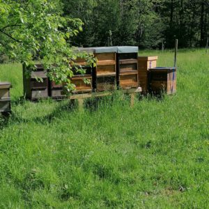 Bienenpatenschaft Starter (1 Jahr)